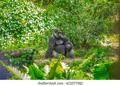 Dominant Male Mountain Gorilla Rainforest Uganda Stock Photo (Edit Now ...