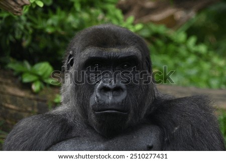 Gorilla sitting and looking at us. 