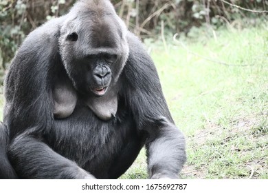 A gorilla sitting with its mouth open while looking down