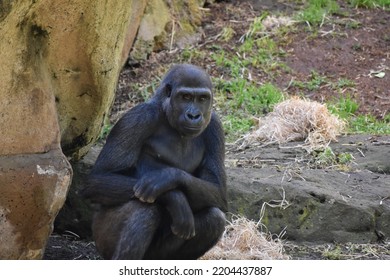 Gorilla Sitting Next To Rocks