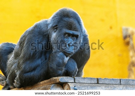 A gorilla is sitting on a ledge and looking to the right. The scene is set in a zoo, and the gorilla appears to be thinking