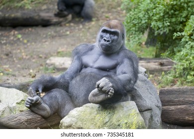 Gorilla Sitting On Rocks