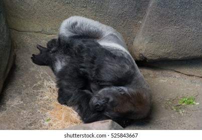 Gorilla sleeping