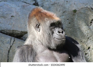 Gorilla Smiling Portrait