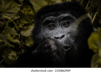 A Gorilla Spotted During Gorilla Trekking In Uganda