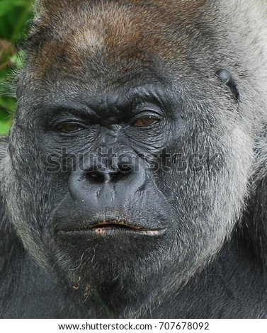 Gorilla staring at the camera Stock photo © 