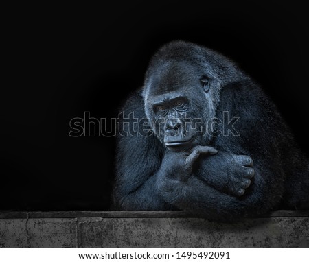Gorilla thinking on a black background