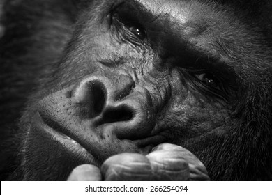 Gorilla thinking portrait