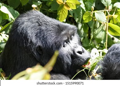 Gorilla Trek - Silverback Eating Lunch