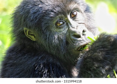 Gorilla Trek In Uganda. 3 Year Old Gorilla