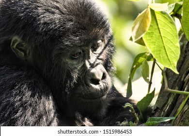 Gorilla Trek In Uganda - Gorilla Face