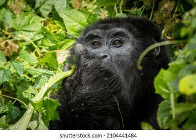 Gorilla Trekking From The Best Experience I Have Ever Tried 