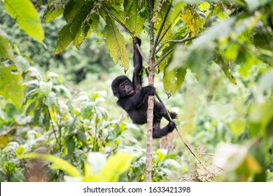 Gorilla Trekking In The Bwindi Impenetrable Forest