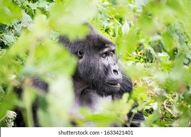 Gorilla Trekking In The Bwindi Impenetrable Forest