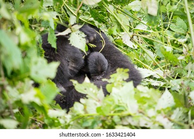 Gorilla Trekking In The Bwindi Impenetrable Forest