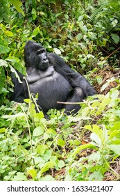 Gorilla Trekking In The Bwindi Impenetrable Forest