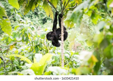 Gorilla Trekking In The Bwindi Impenetrable Forest