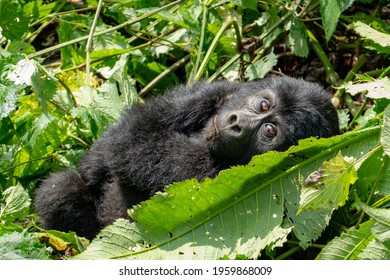 Gorilla Trekking In Bwindi Impenetrable Forest In Uganda