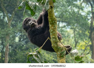 Gorilla Trekking In Bwindi Impenetrable Forest In Uganda