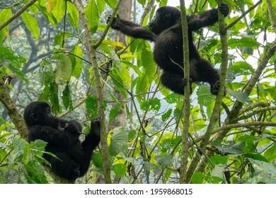 Gorilla Trekking In Bwindi Impenetrable Forest In Uganda