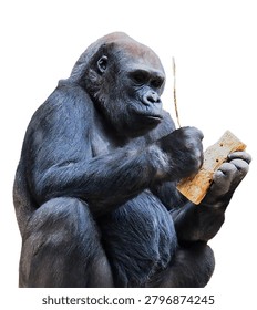 Gorilla using tool, primate intelligence, black ape portrait.