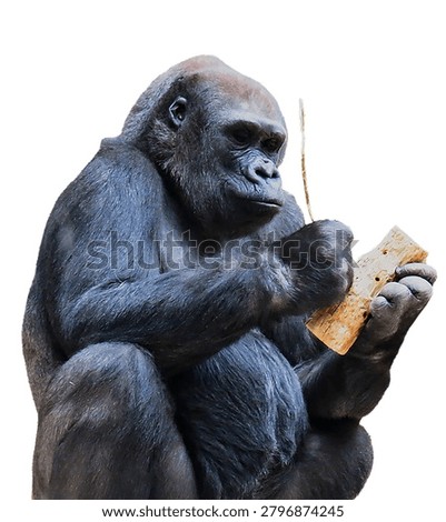 Gorilla using tool, primate intelligence, black ape portrait.