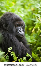 Gorilla In Volcano National Park In Rwanda