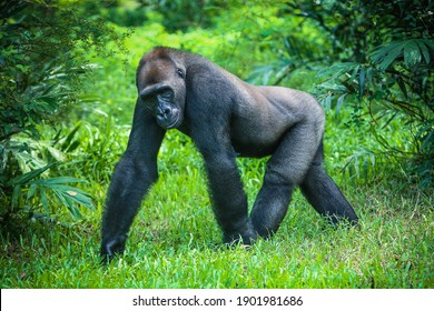 Gorilla Walking On The Grass