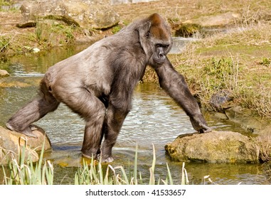 Gorilla Walking Over A Pond