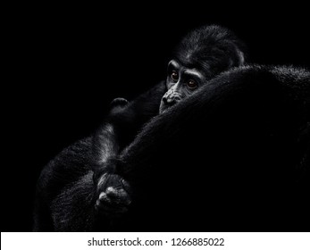 Gorilla gorilla, The western gorilla, baby gorilla