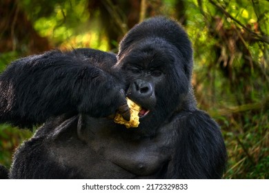 Gorilla - Wildlife Forest Portrait. Congo Mountain Gorilla With Food. Detail Head Primate Portrait With Beautiful Eyes. Wildlife Scene From Nature. Africa. Mountain Gorilla Monkey Ape, Virunga NP. 