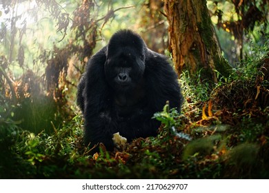 Gorilla - Wildlife Forest Portrait . Detail Head Primate Portrait With Beautiful Eyes. Congo Mountain Gorilla. Wildlife Scene From Nature. Africa. Mountain Gorilla Monkey Ape, Virunga NP. 