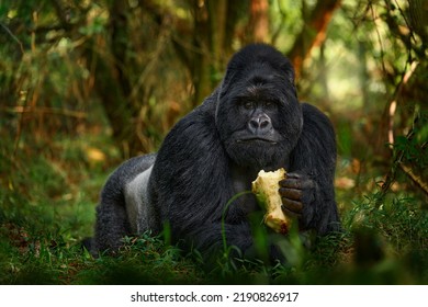 Gorila - retrato de los bosques de vida silvestre. Gorila de montaña de Uganda con comida. Detalle del retrato de primate de cabeza con ojos hermosos. Escena de la vida salvaje de la naturaleza. África. Mono de gorila de montaña, Bwindi NP. 