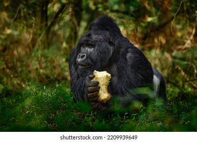 Gorilla - Wildlife Forest Portrait. Uganda Mountain Gorilla With Food. Detail Head Primate Portrait With Beautiful Eyes. Wildlife Scene From Nature. Africa. Mountain Gorilla Monkey Ape, Bwindi NP. 