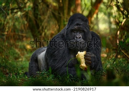 Gorilla - wildlife forest portrait. Uganda mountain gorilla with food. Detail head primate portrait with beautiful eyes. Wildlife scene from nature. Africa. Mountain gorilla monkey ape, Bwindi NP. 