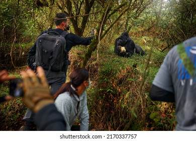 Gorilla - wildlife photographers. Mountain gorilla, Mgahinga National Park in Uganda. People on the tour, man with camera and cell phone. Wildlife scene from nature. Africa.  