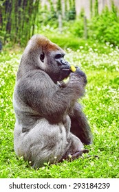 Gorilla Wisdom in its natural habitat in the wild