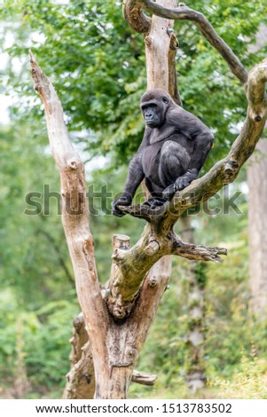 gorilla woman sits high in the tree and looks at the rest of the group