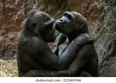 Gorillas cute couple in love hugging close up portrait