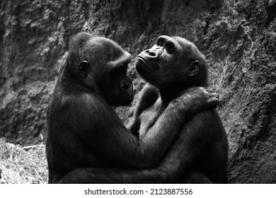 Gorillas Cute Couple In Love Hugging Close Up Portrait