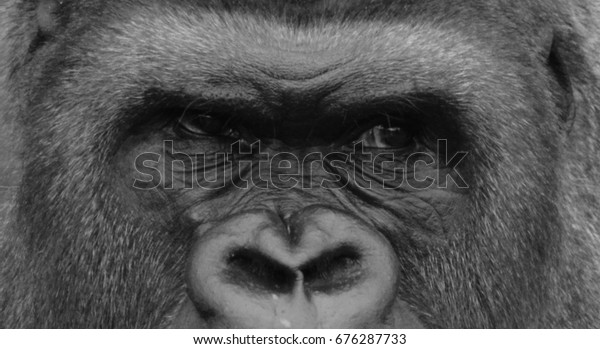 ゴリラは地上に生息し 主に草食性の類人猿で 中央アフリカの森に生息している ゴリラのdnaは人間のdnaと非常に似ており 95 99 の割合で存在する の写真素材 今すぐ編集