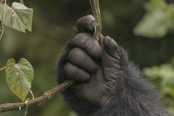 A Gorilla's Hand In The Jungle In Rwanda