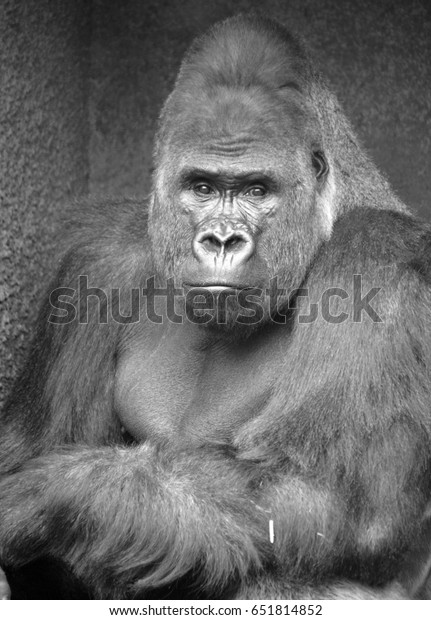 Gorillas are the largest extant species of\
primates. They are ground-dwelling, predominantly herbivorous apes\
that inhabit the forests of central Africa. Gorillas are divided\
into two species.