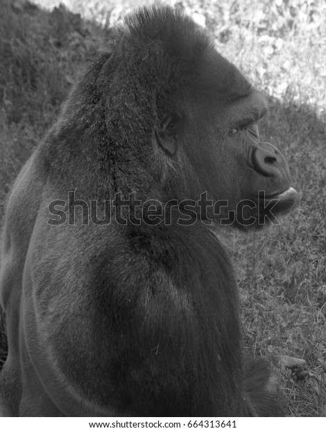 Gorillas are the largest extant species of\
primates. They are ground-dwelling, predominantly herbivorous apes\
that inhabit the forests of central Africa. Gorillas are divided\
into two species.