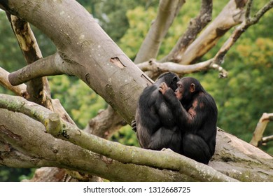 Gorillas In Love, Hugging On A Branch Of A Tree, Shot In The Dublin Zoo In Phoenix Park. 