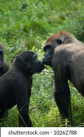 Gorillas In Love And Kissing