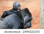 Gorillas in Prague Zoo, Czech republic