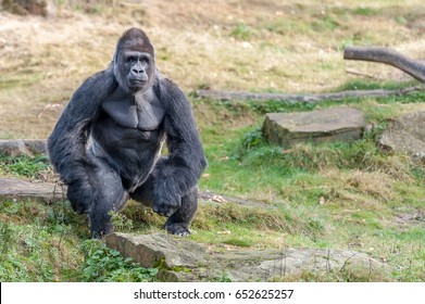 most muscular gorilla