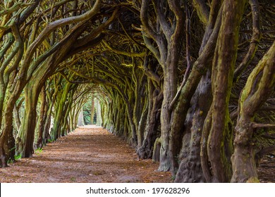 GORMANSTON, IRELAND - SEPTEMBER 29, 2013: Food path down a tunnel of taxus trees. Taxus baccata is a conifer native to western, central and southern Europe.