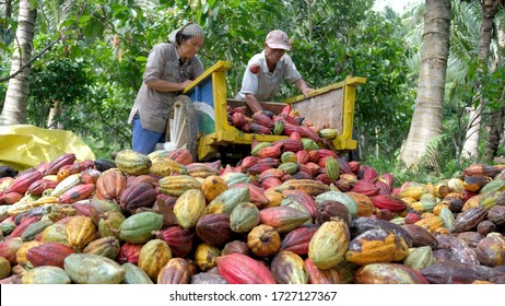 Gorontalo - May 1, 2019: Farmers In Remote Areas Of Gorontalo Are Harvesting Cocoa.